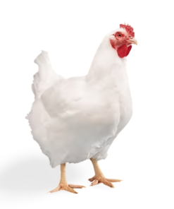 Live Broiler Chicken (BIG)